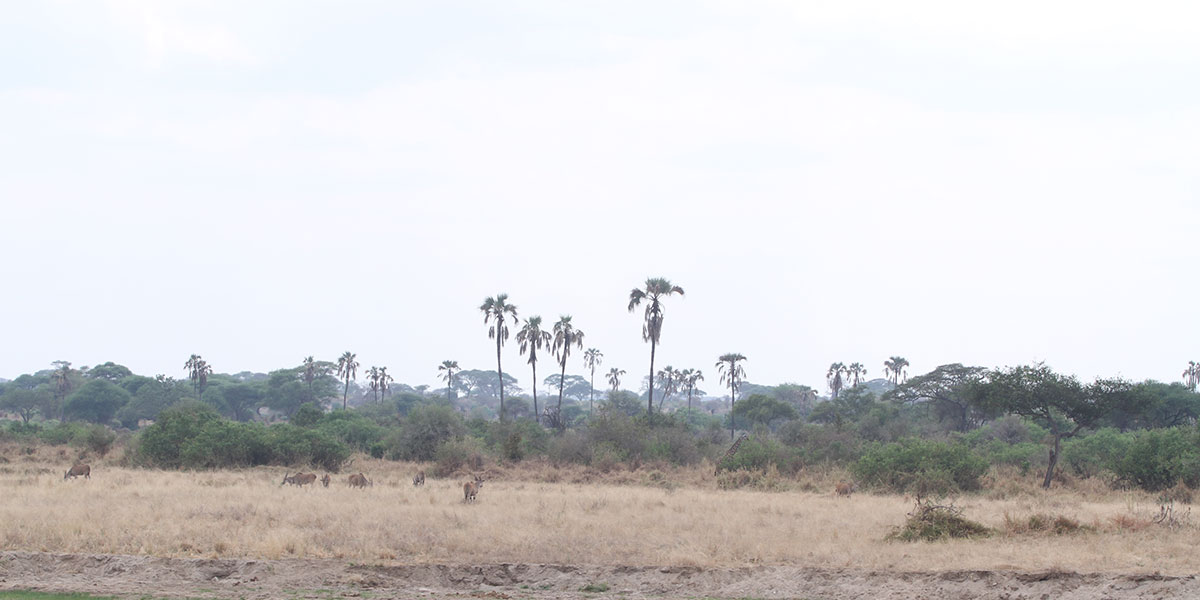Tarangire National Park Wildlife - Eland - by The Safari Store