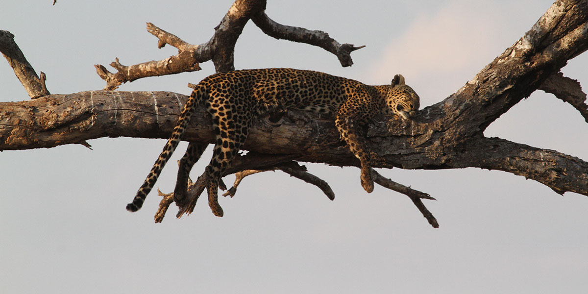 Tarangire National Park Wildlife - Leopard - by The Safari Store