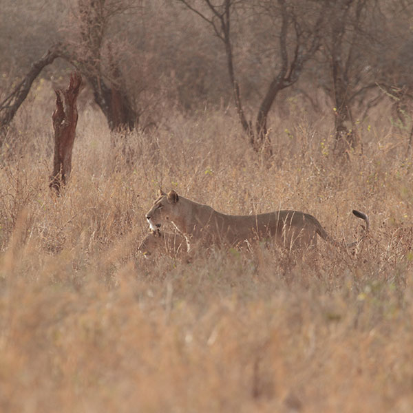 Tarangire National Park Wildlife - Lions - by The Safari Store
