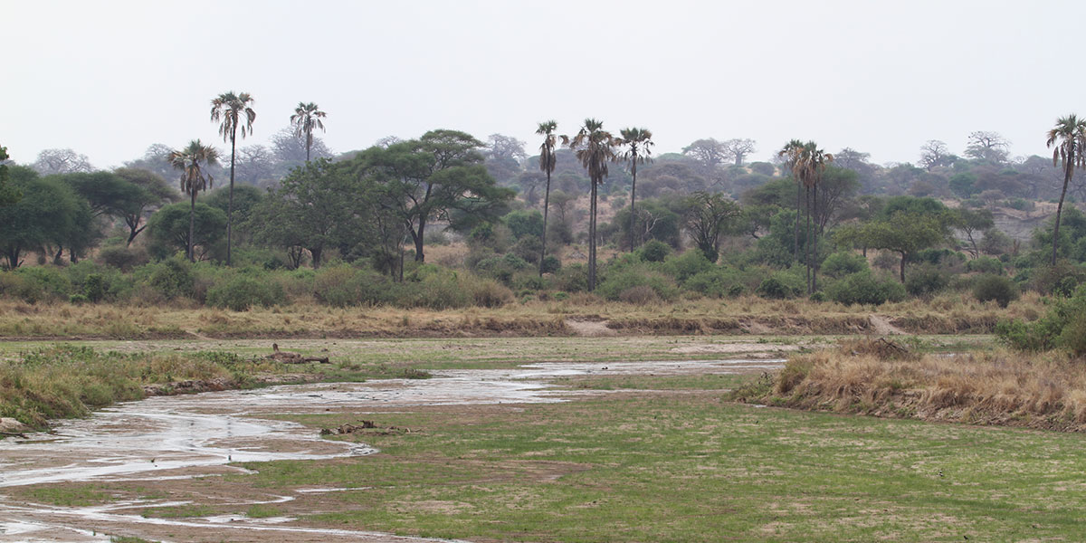 Tarangire River in Tarangire National Park - by The Safari Store