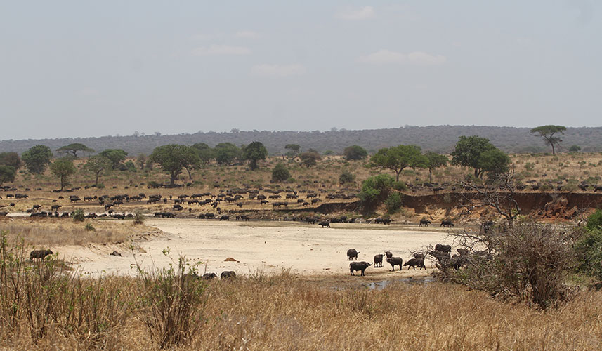 Tarangire National Park Wildlife - by The Safari Store