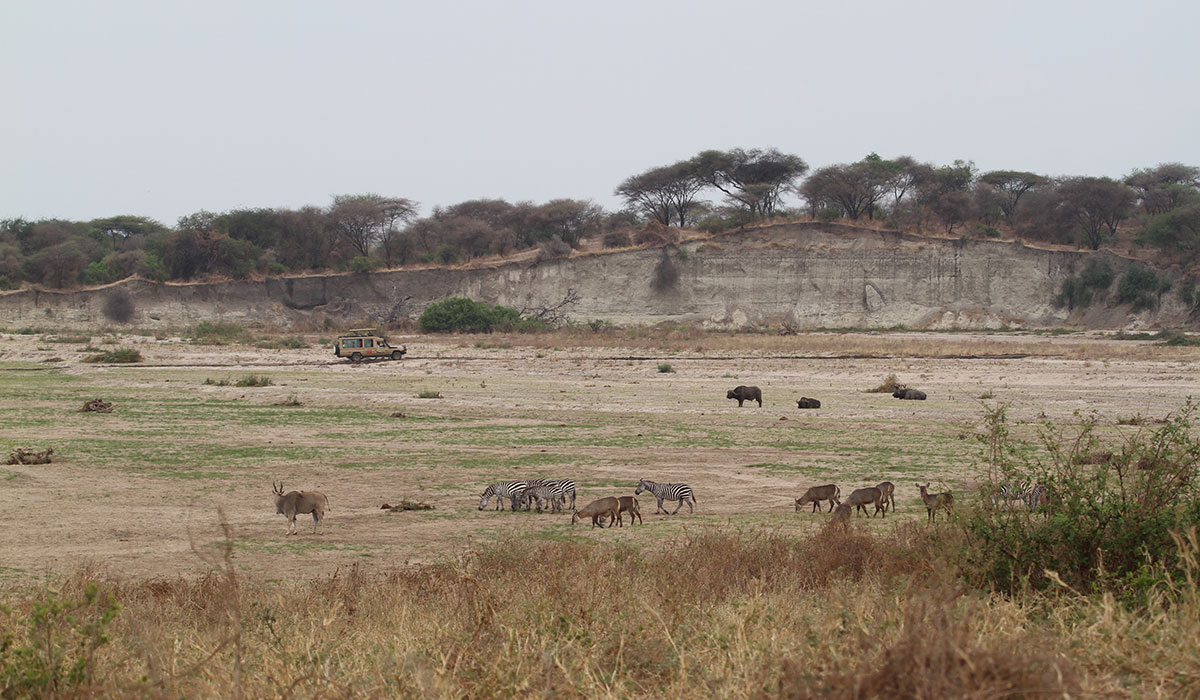 Tarangire Safari Travel Guide - by The Safari Store