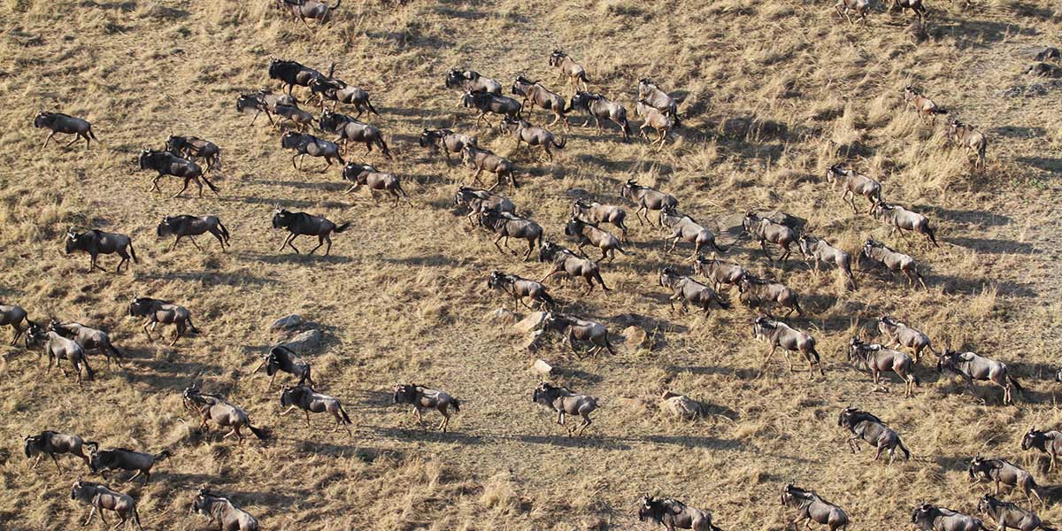 Great Migration, Serengeti - by The Safari Store