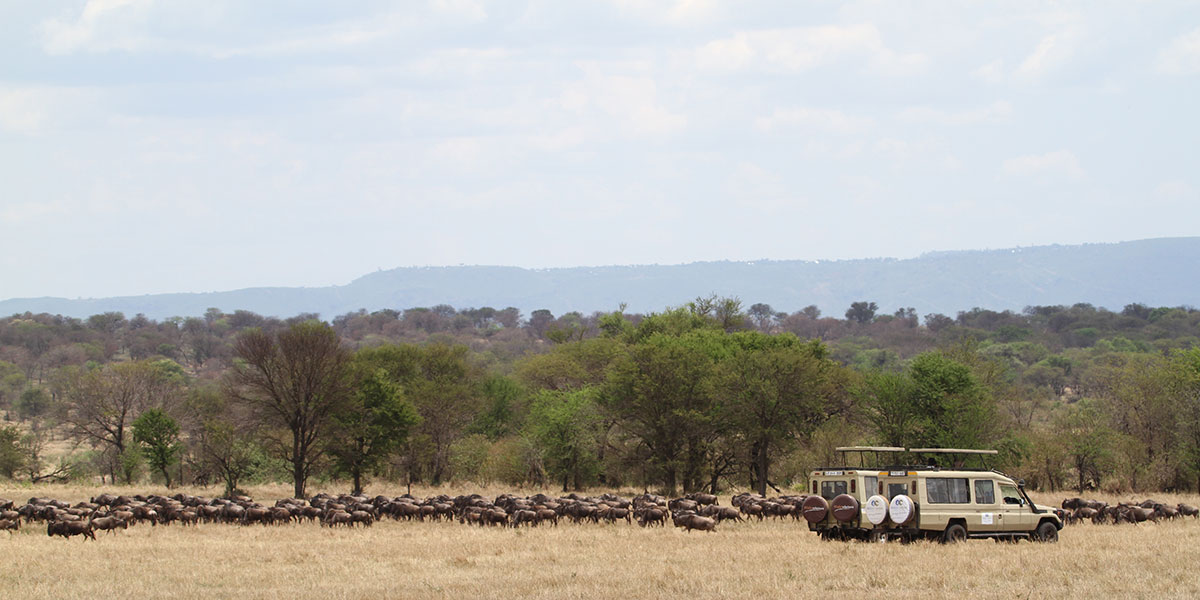 Where To See the Great Migration - by The Safari Store