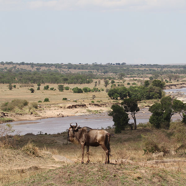 Wildebeest of the Great Migration Overlooking the Mara River - by The Safari Store