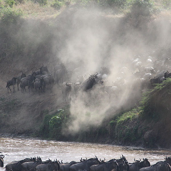 Wildebeest Migration by The Safari Store