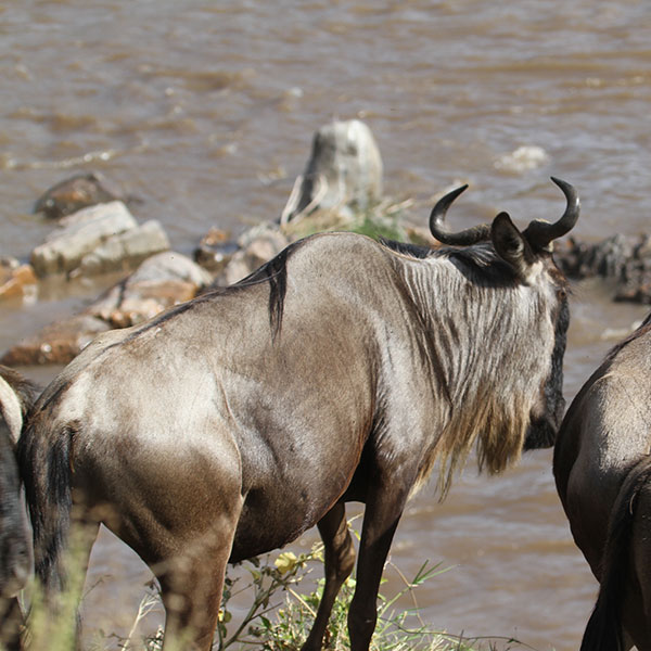 Wildebeest in the Serengeti by The Safari Store