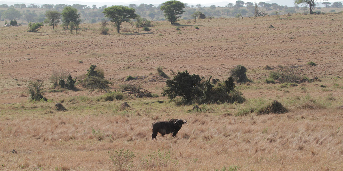 Buffalo in Northern Serengeti National Park - by The Safari Store