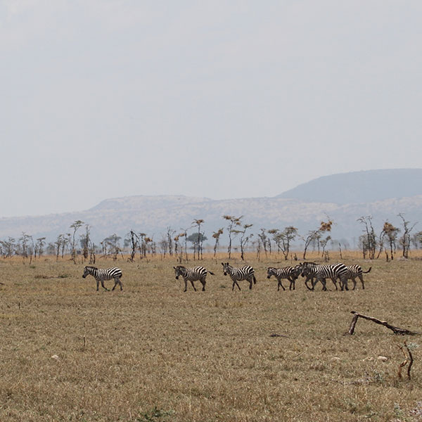 Zebras in Central Serengeti National Park by The Safari Store