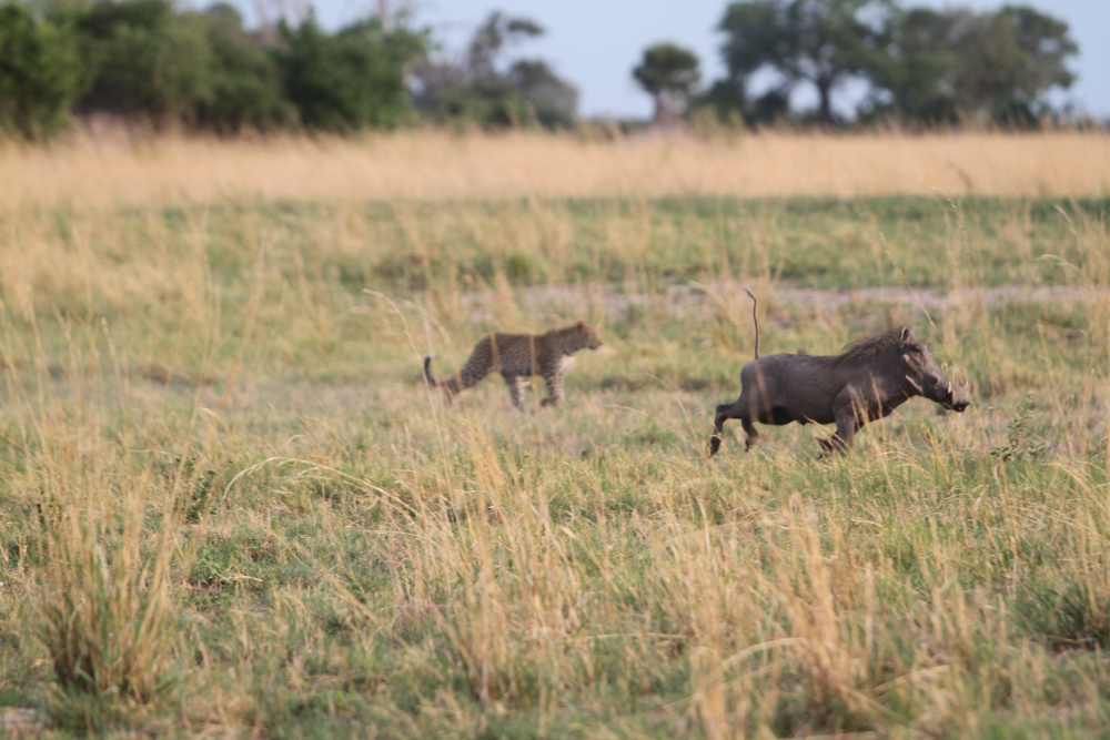 Young leopard and warthog