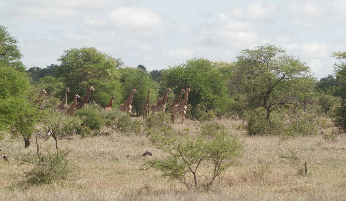 Kruger Park Self Drive Safari Tips: Giraffe staring in one direction is a good sign that a predator is close by